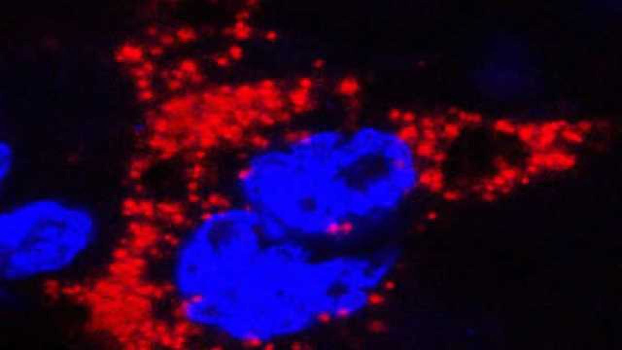Mouse models of Zika in pregnancy show how fetuses become infected