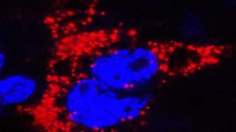 Mouse models of Zika in pregnancy show how fetuses become infected