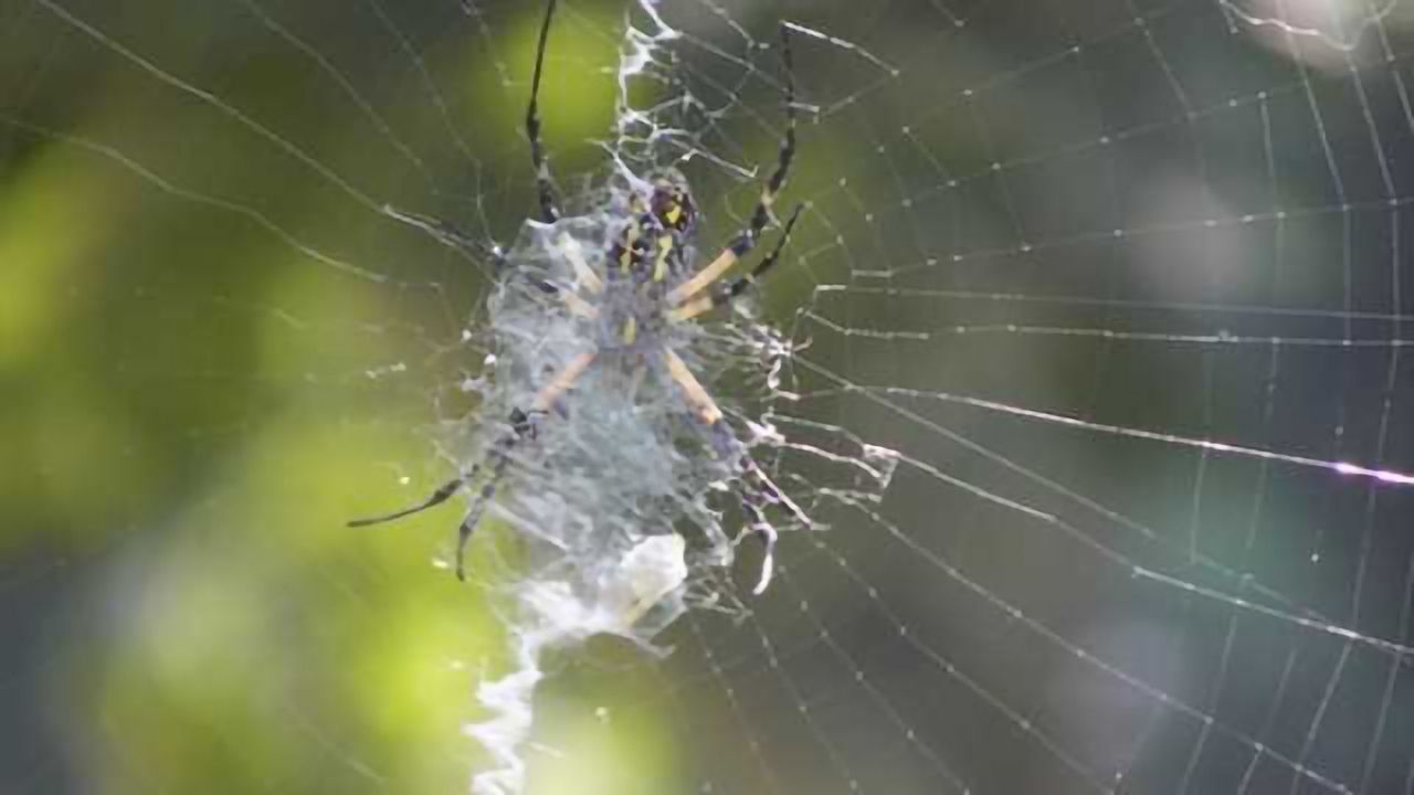Evaluating animal threats and human intentions uses common brain network