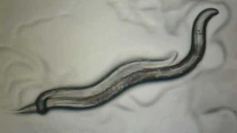 Study reveals how differences in male and female brains emerge in C. elegans