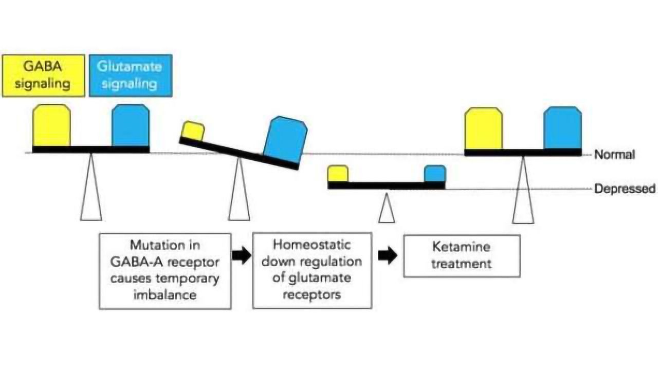 Uniting two hypotheses on how depression and antidepressant drugs work