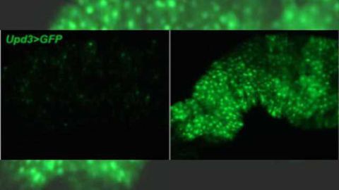 Genetic switch turned on during fasting helps stop inflammation