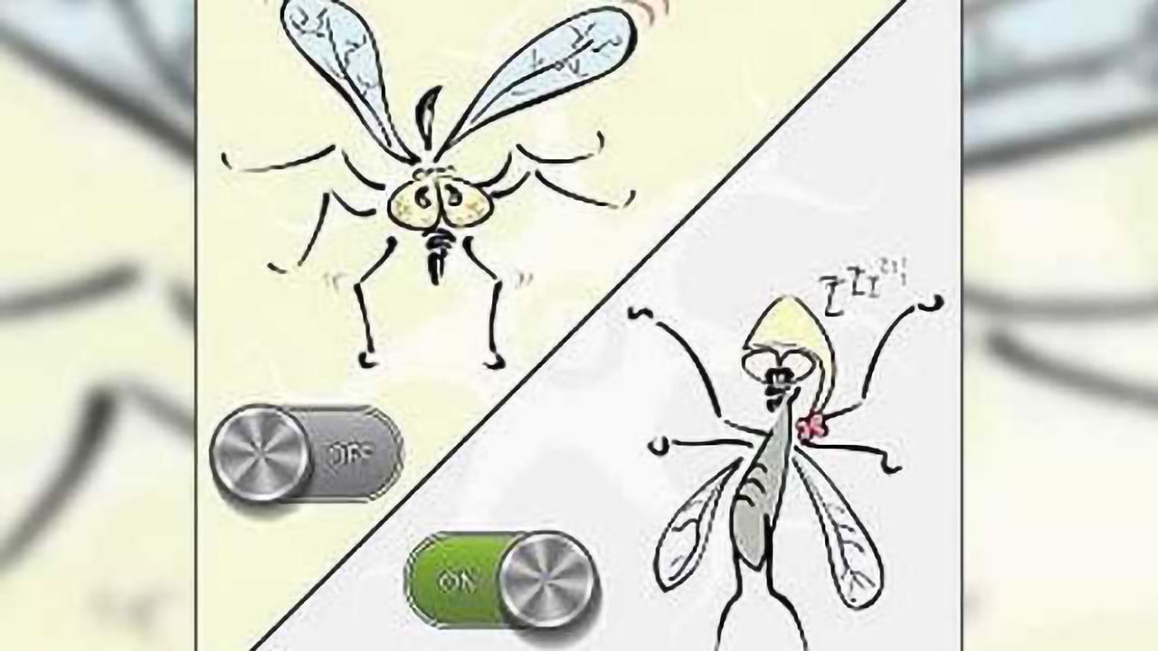 Fruit fly brains shed light on why we get more tired the later we stay up