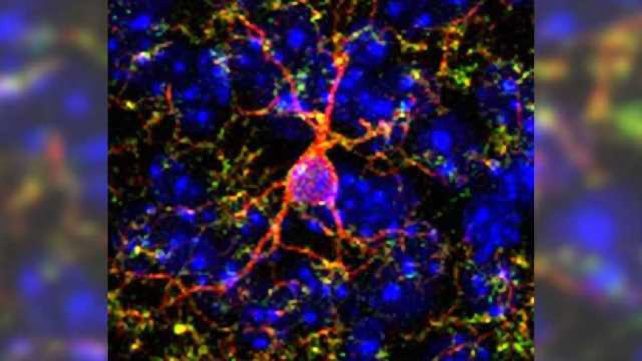 Mechanism that reduces effect of cocaine on brain discovered