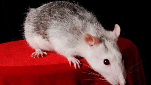 The uncertain brain: untangling ambiguity in neural circuits