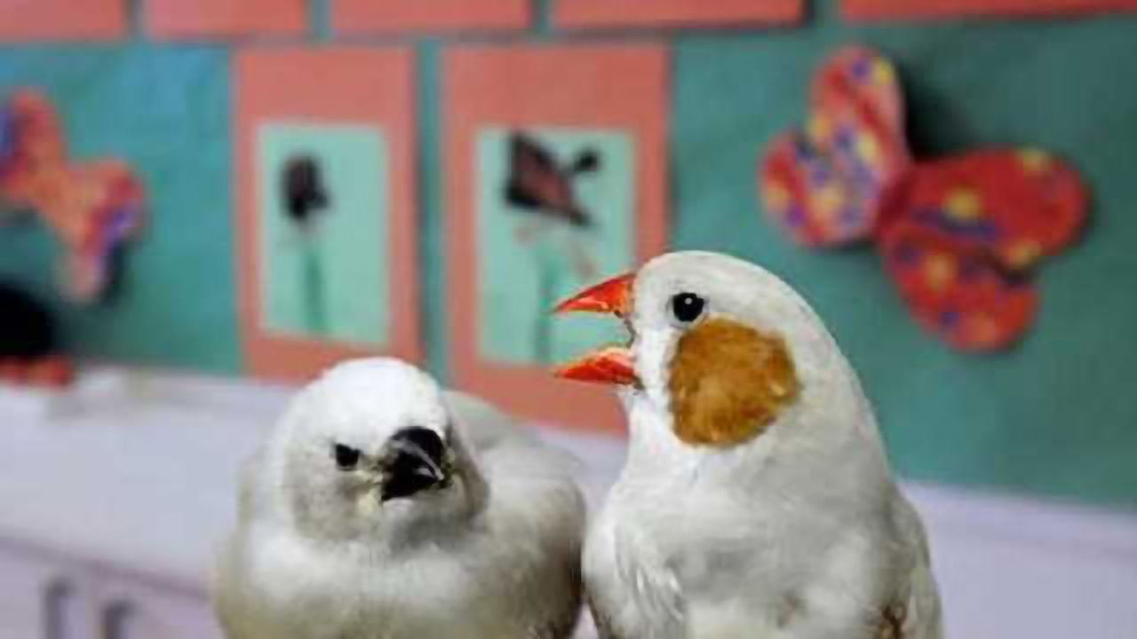 'Baby talk' can help songbirds learn their tunes