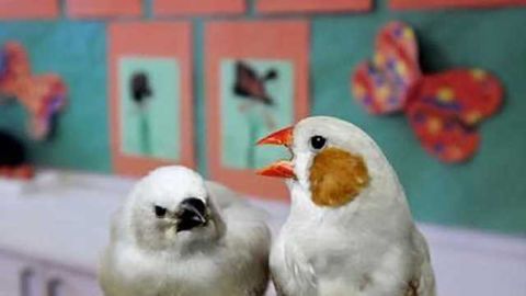 'Baby talk' can help songbirds learn their tunes