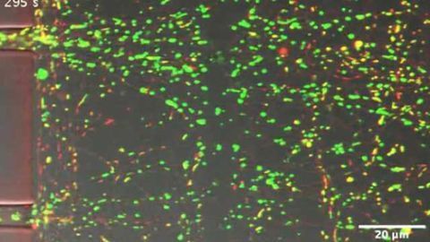 Mobilizing mitochondria may be key to regenerating damaged neurons