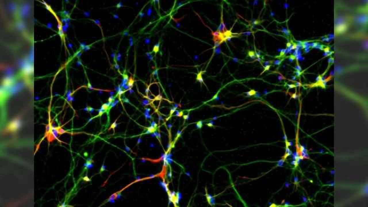 Brain power: Gene critical for human brain development identified