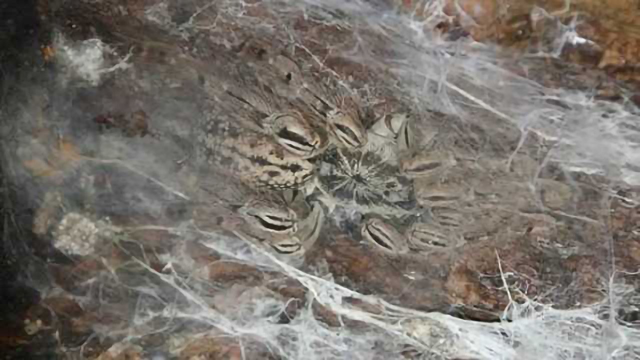 Tarantula toxins offer key insights into neuroscience of pain