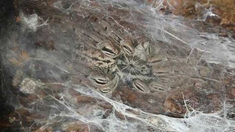 Tarantula toxins offer key insights into neuroscience of pain