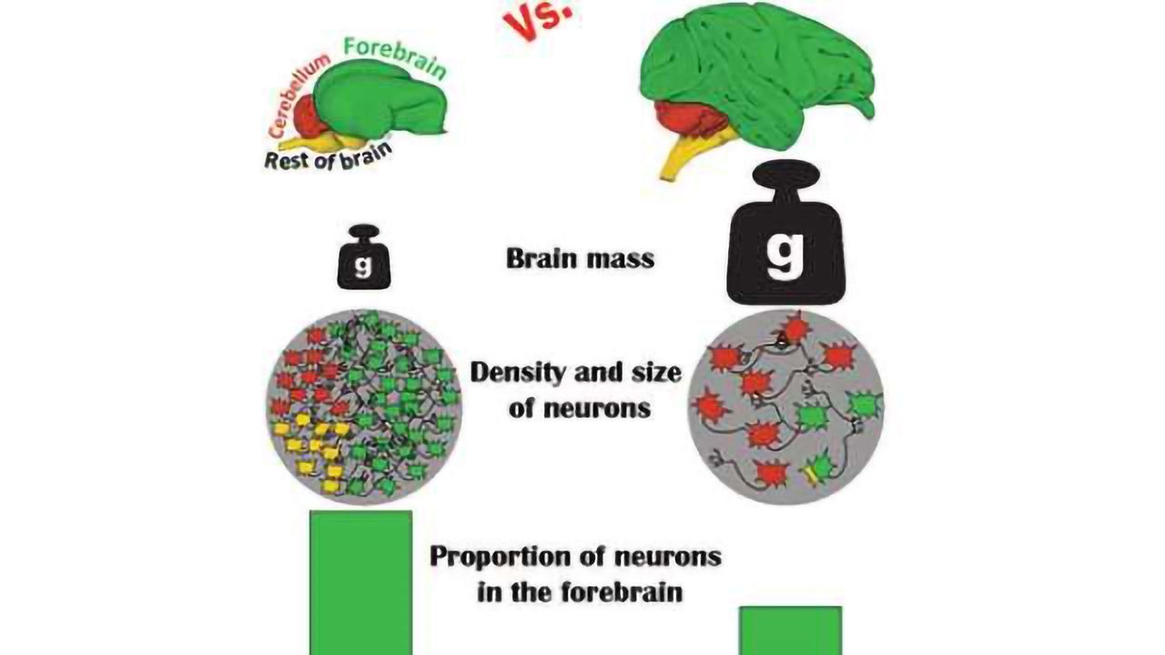 Study gives new meaning to the term ‘bird brain’