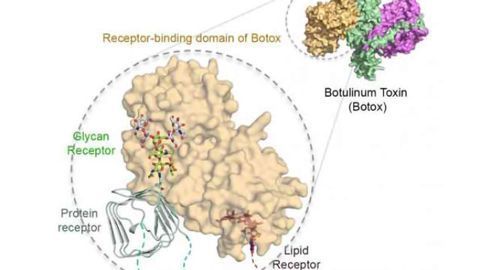 Botox's sweet tooth underlies its key neuron-targeting mechanism