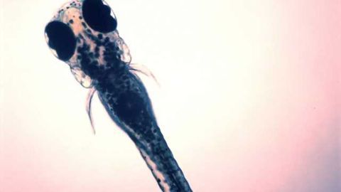 Protective strategy against pesticide-linked Parkinson's disease discovered
