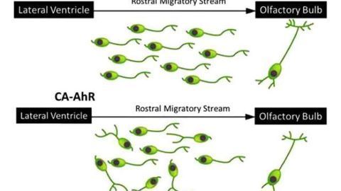 How the environmental pollutant dioxin alters brain development in mice