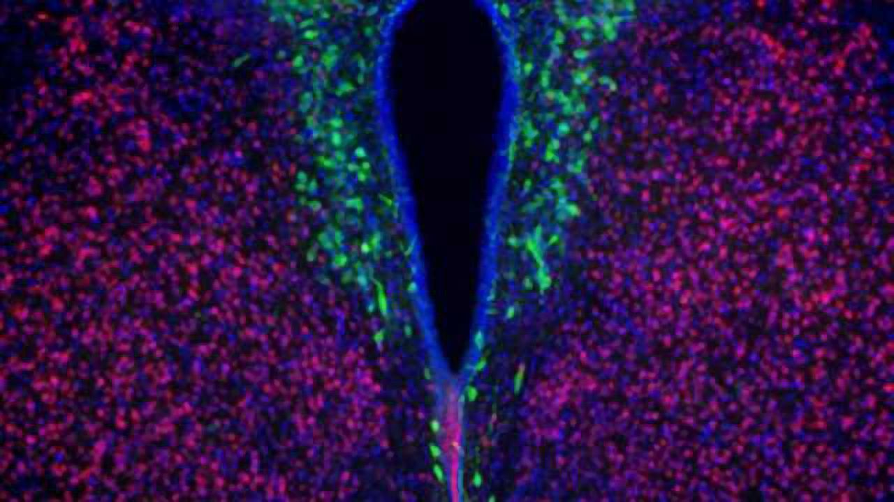 A single species of gut bacteria can reverse autism-related social behavior in mice