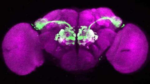 Stinky or fragrant? Predicting changing odor preferences