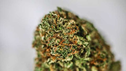 Cannabis use during pregnancy may affect brain development in offspring