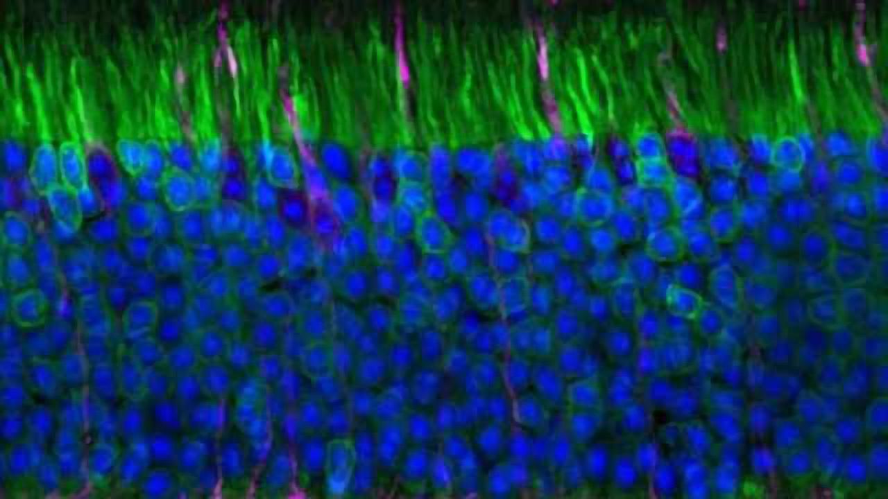 How early mammals evolved night vision to avoid predators