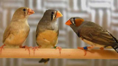 The Sound of Music: How the Songbird Learns its Melody