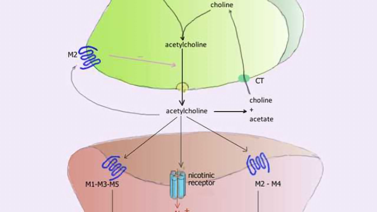 Understanding how chemical changes in the brain affect Alzheimer's disease