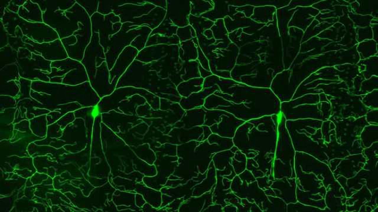 'Smoke alarm' one of 36 genes newly found to play role in pain sensation
