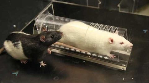 Anti-anxiety medication limits empathetic behavior in rats