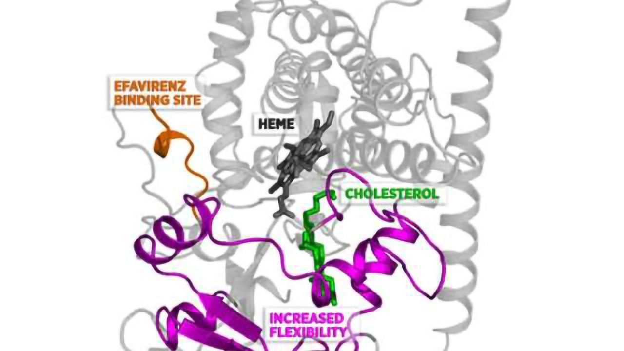 Shape-changing enzyme suggests how small doses of anti-HIV drug might treat Alzheimer's