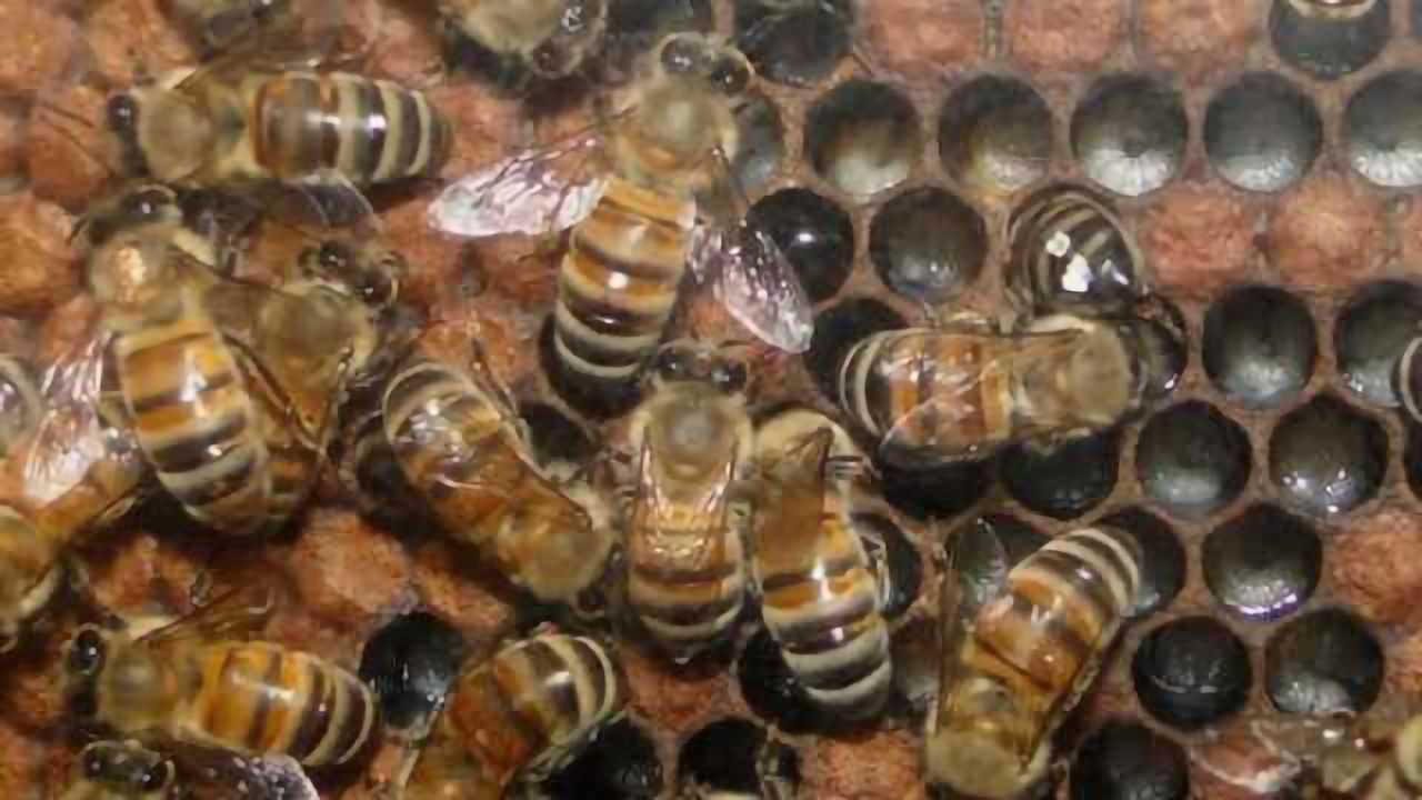 Honeybee circadian rhythms are affected more by social interactions