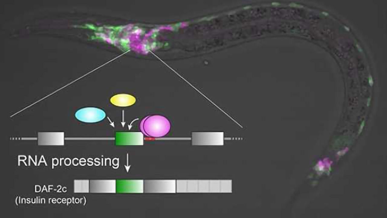 Production of a molecule for memory of salt concentration