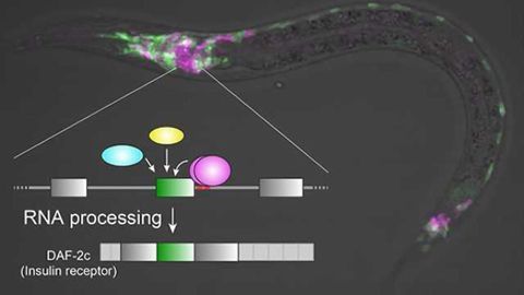 Production of a molecule for memory of salt concentration