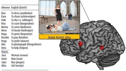 The brain watched during language learning