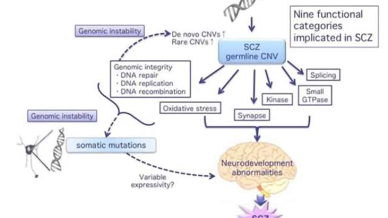 Analysis of genetic repeats suggests role for DNA instability in schizophrenia
