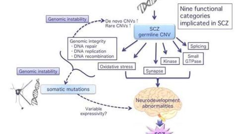 Analysis of genetic repeats suggests role for DNA instability in schizophrenia