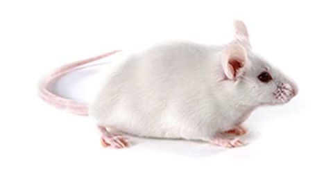 New technique helps link complex mouse behaviors to the genes that influence them
