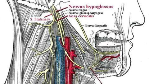 Study shows vagus nerve stimulation significantly reduces rheumatoid ...