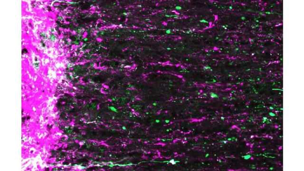 Use it or lose it: Visual activity regenerates neural connections between eye and brain