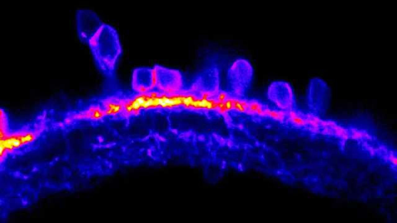 Zebrafish reveal the ups and downs of vision