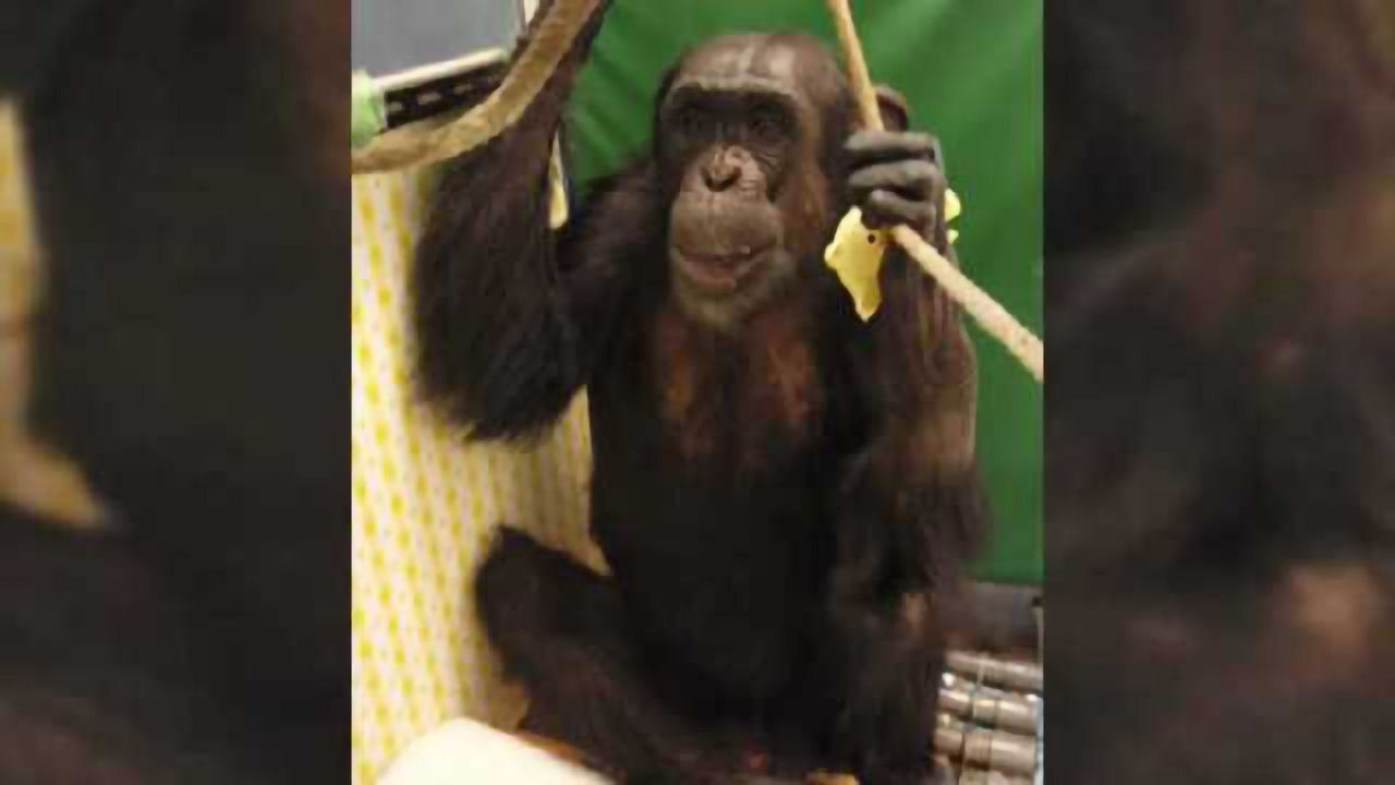 The story of how a touch screen helped a paralyzed chimp walk again