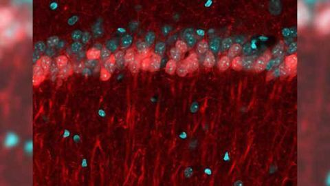 X marks the spot: Imaging study in mice sheds light on how the brain draws a map to a destination