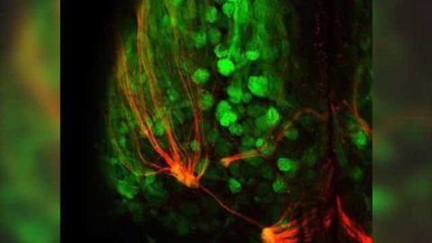 Super-sniffer mice could detect land mines and decode human olfactory system