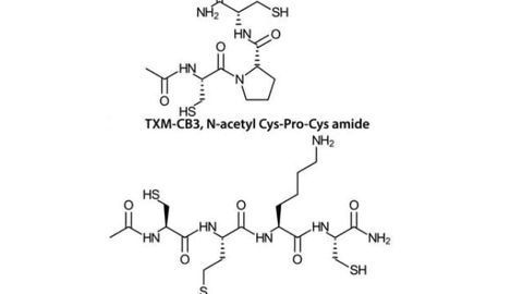 Novel peptide protects cognitive function after mild traumatic brain injury