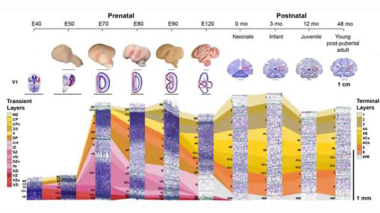 Comprehensive map of primate brain development published
