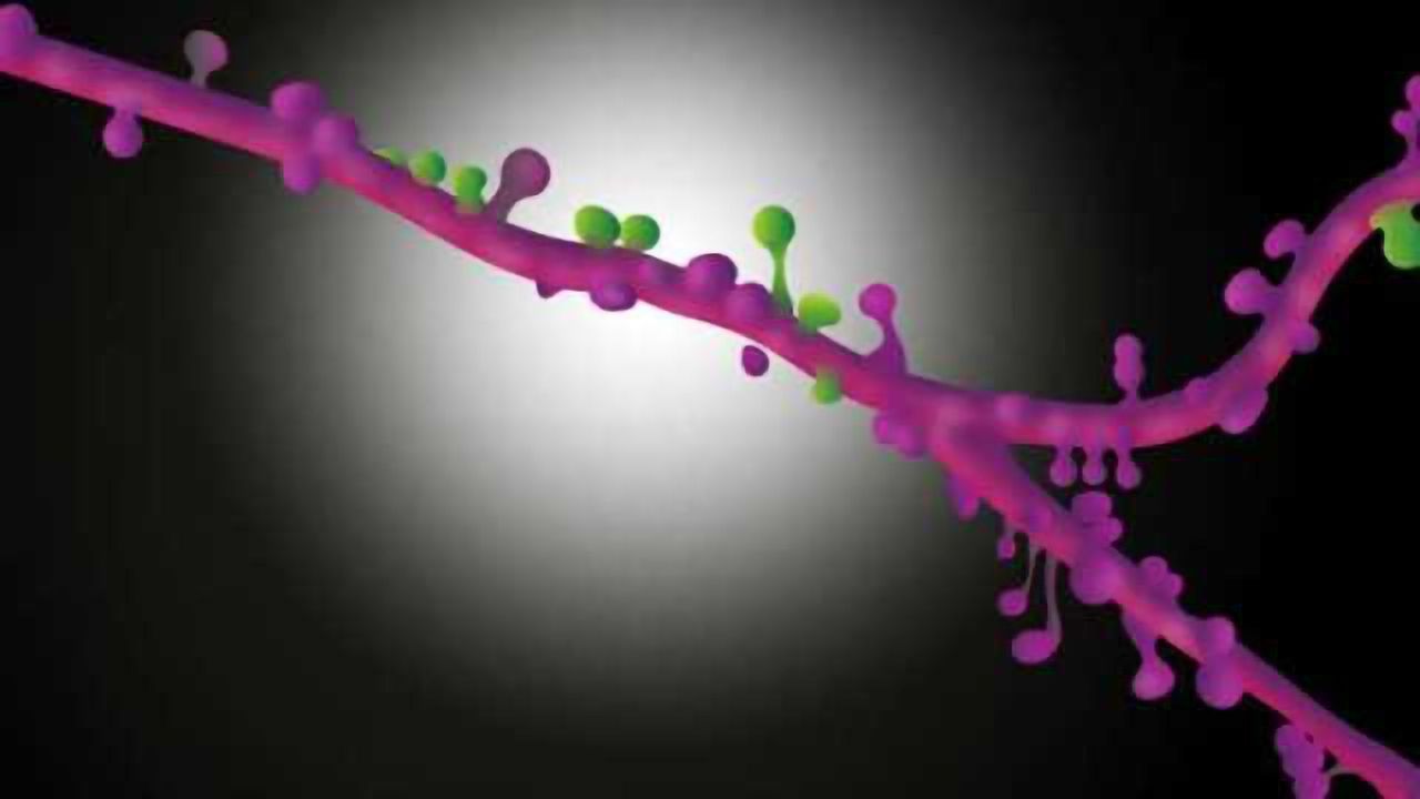 Neurons form synapse clusters