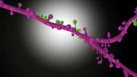 Neurons form synapse clusters