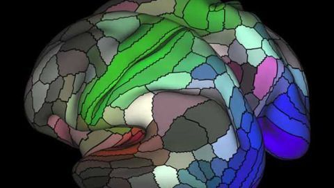 Connectome map more than doubles human cortex's known regions