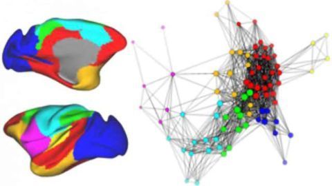 Researchers temporarily turn off brain area to better understand function