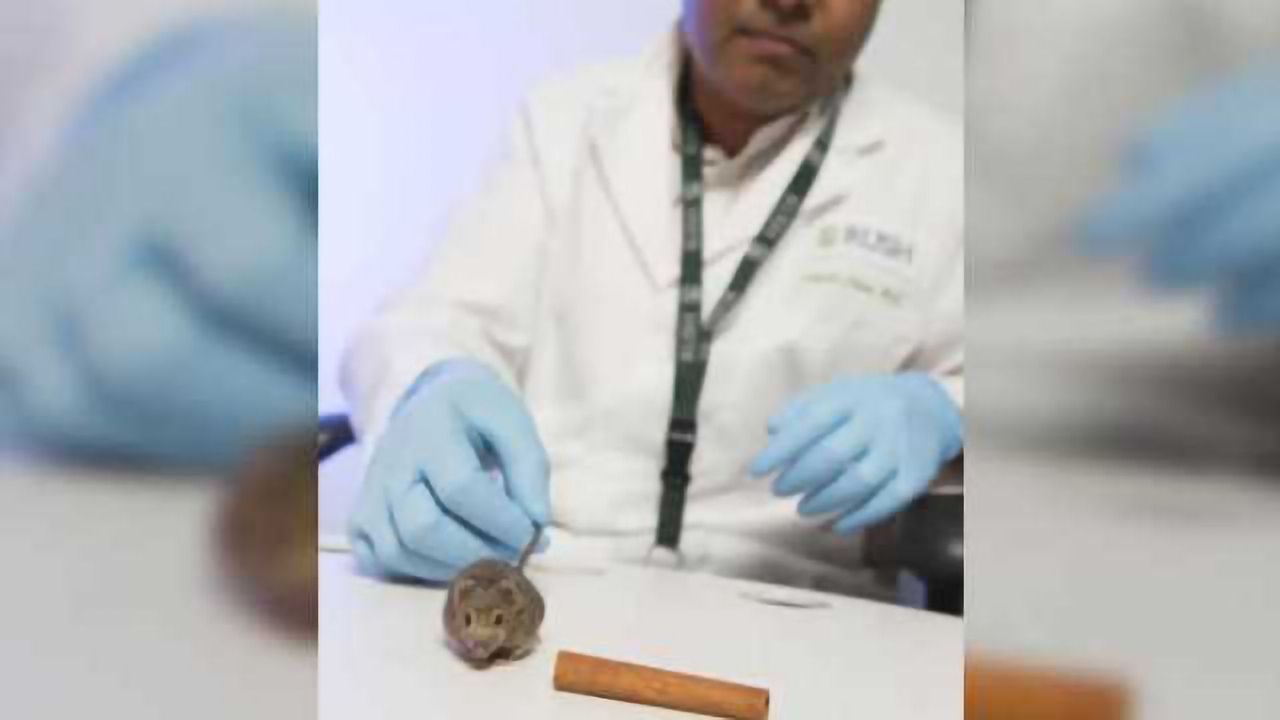 Cinnamon may be fragrant medicine for the brain