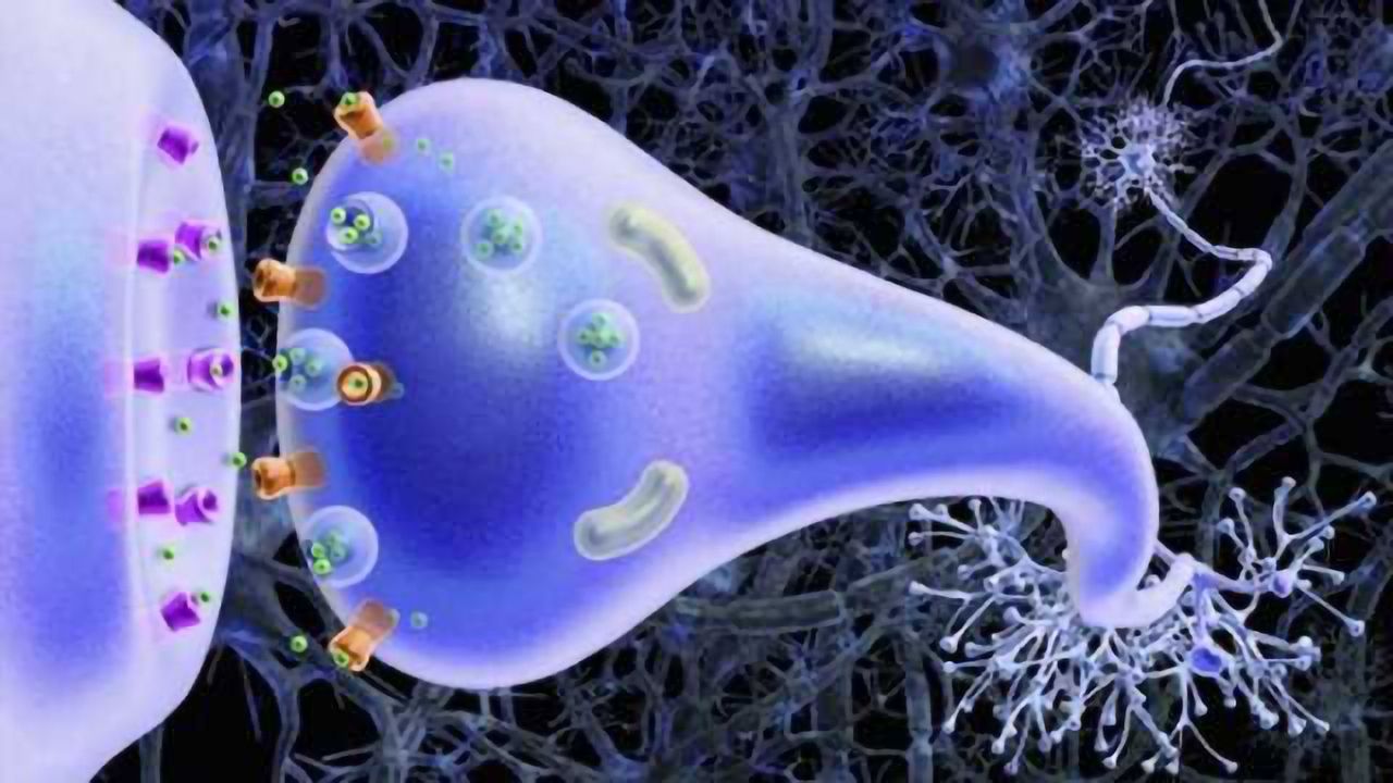 Measuring synaptic density in the living brain