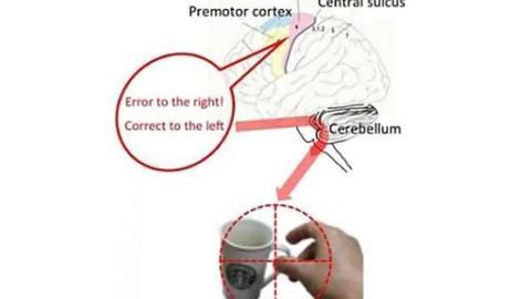 How the brain improves motor control